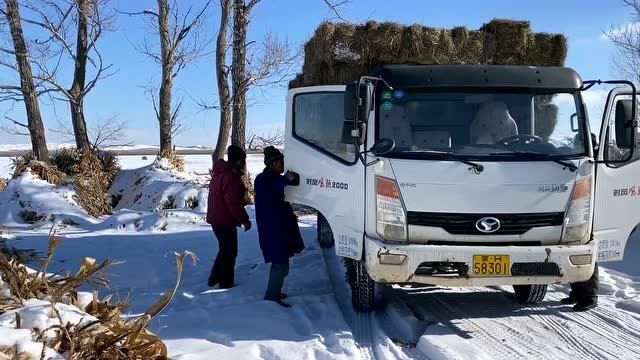 农牧区因大雪受影响,冰天雪地又买回牧草,看看现在牧草价格怎样