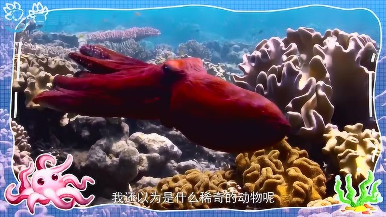第16集 会喷墨汁的高智商动物——章鱼【octopus】_高清1080p在线观看