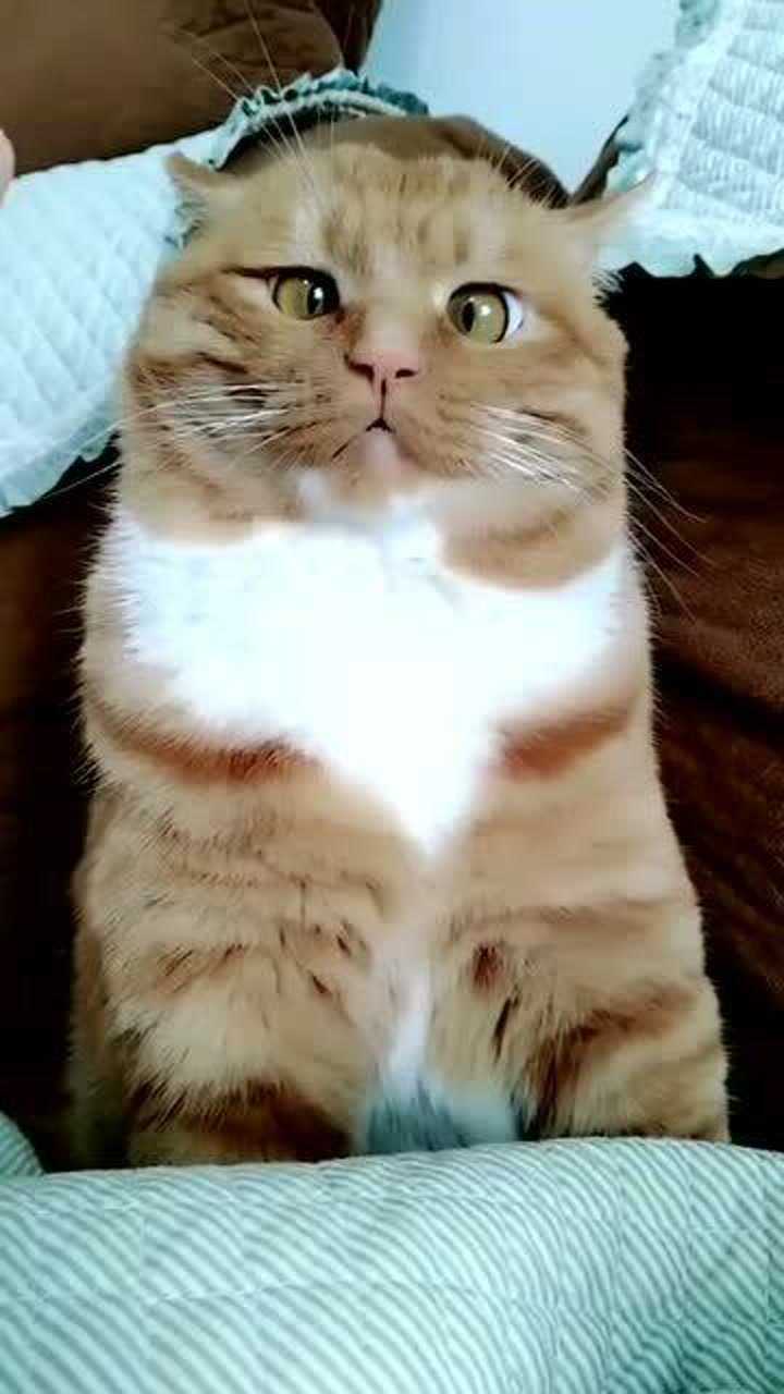 拥有斗鸡眼的小橘猫,看着傻里傻气的,这也太可爱了!