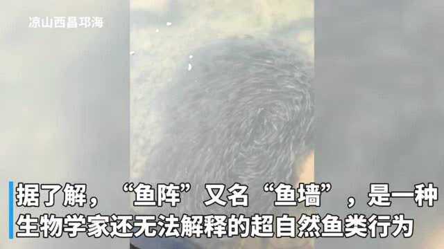 四川邛海现“鱼阵”奇观:大量鱼群盘据成圆阵 生物学家还无法解释