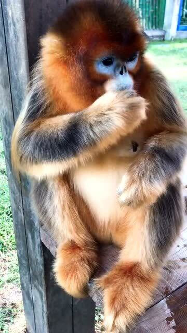 金丝猴这也太可爱了,一天啥也不用做,真幸福