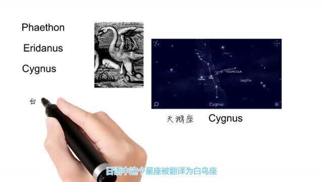 英语单词背后的文化,Cygnus有关天鹅座,轻松学英语