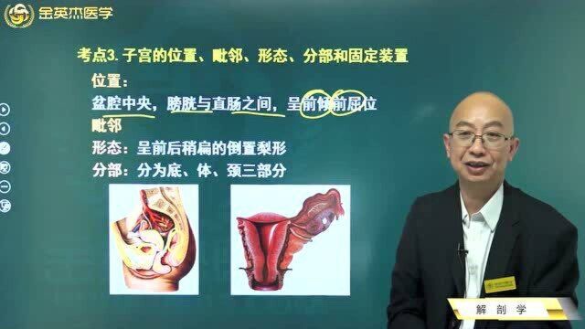 女性生殖系统:子宫的位置、子宫的毗邻、形态及其分部,子宫的固定装置.