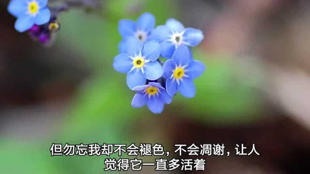 “花中情种”勿忘我,不会褪色,不会凋谢,干花更美丽