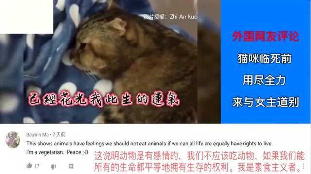 老外看中国:外国网友评论:中国猫咪临死前用尽全力来与女主道别!