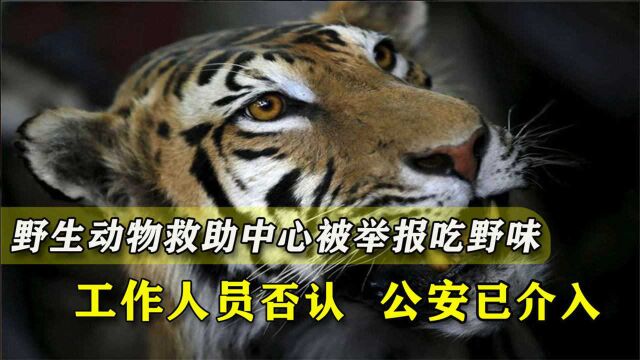 监守自盗?野生动物救护中心被举报卖虎骨酒吃虎肉,当地:调查中