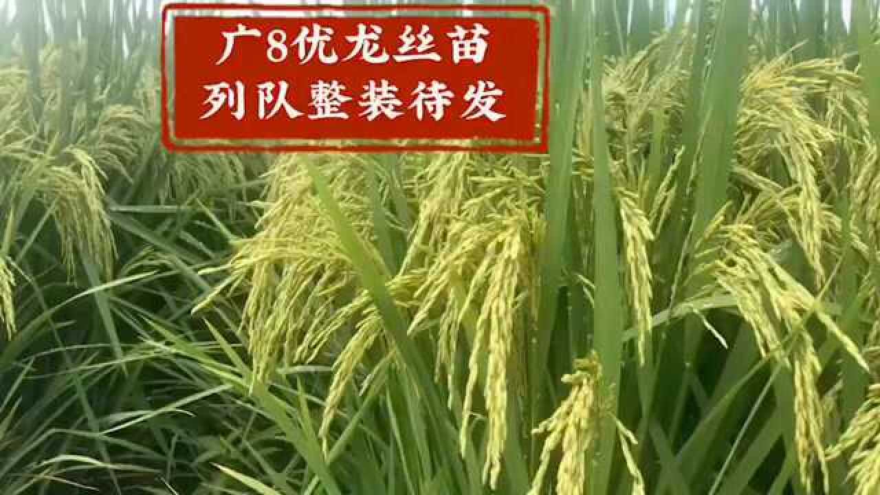 广8优龙丝苗水稻图片