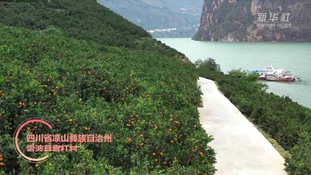 四川雷波县:移民种出致富果