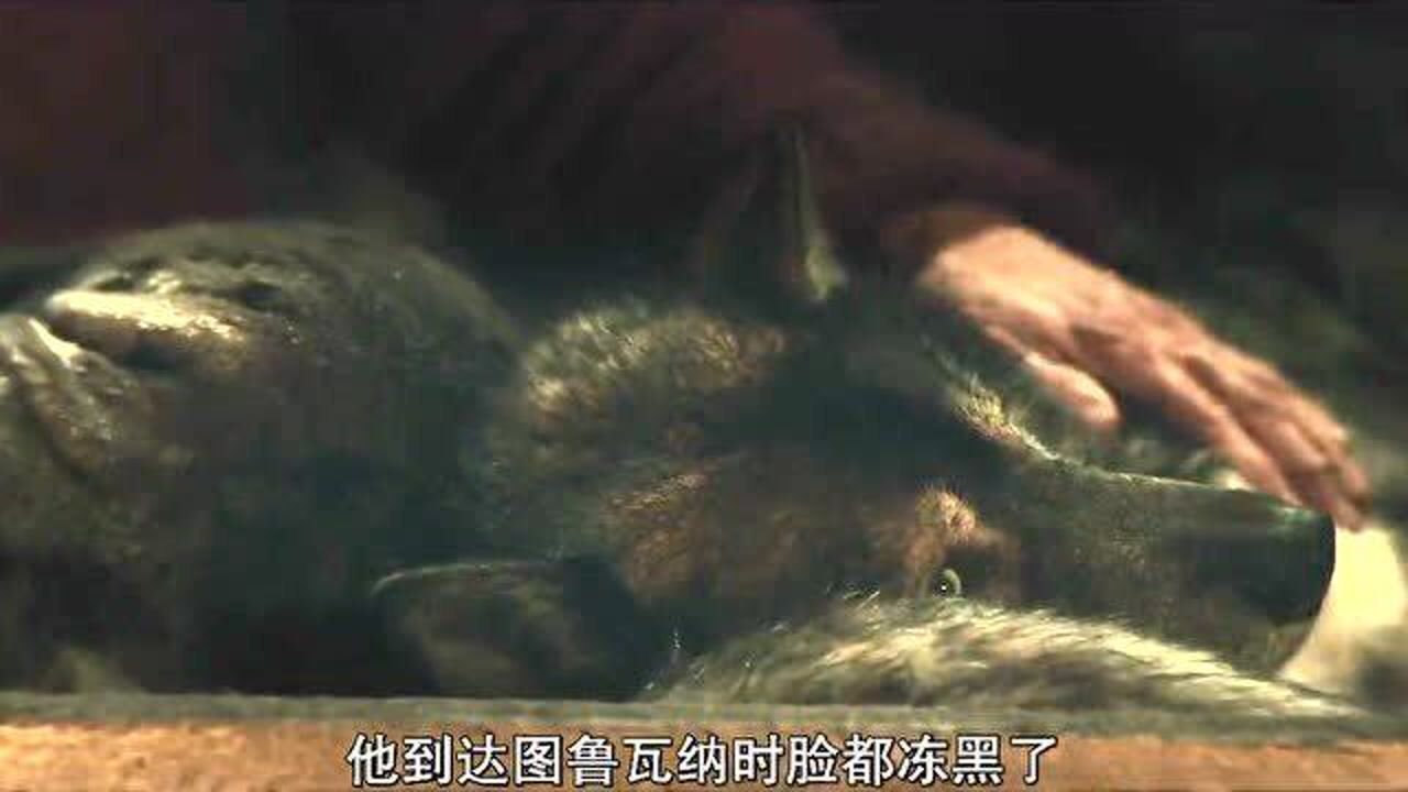 影视解说_多哥5:经历这场暴风雪,血清被拿回小镇,而多哥却在几周后逝世_高清1080P在线观看平台_腾讯视频