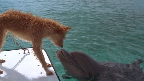 海豚救了小狗一命，从此狗狗爱上了海豚，不远万里都要来见它
