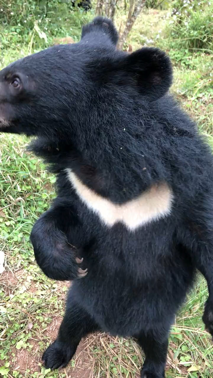 这熊溜溜达达的,是要去偷唐僧的袈裟吗_腾讯视频