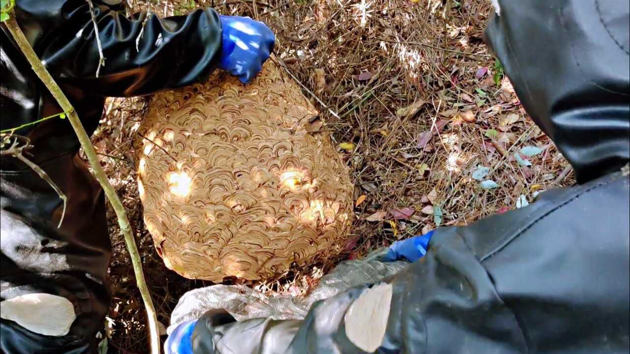 这窝明巢胡蜂黑盾比马蜂窝还大