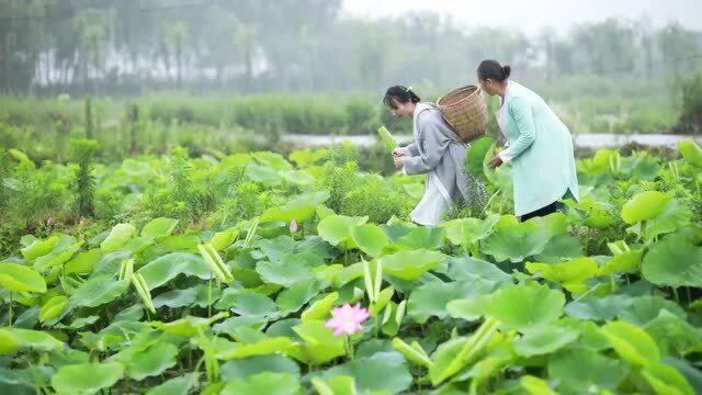 和妈妈一起采荷叶、用荷叶包粽子,吃一口满嘴清香