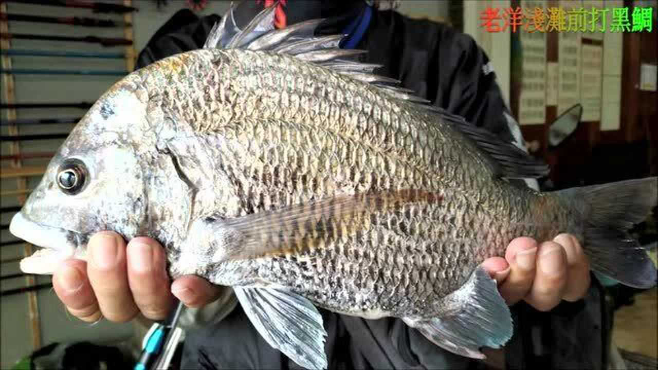 海钓前打,别小看浅滩,3斤多的大黑牛,就是这里钓到的