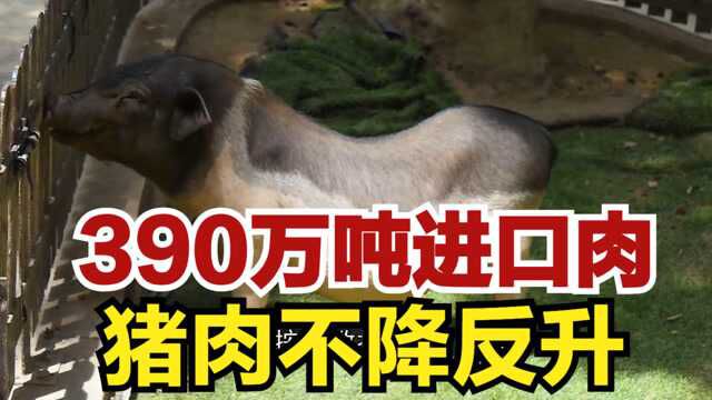 67万吨储备肉,390万吨进口肉,猪肉不降反升重回“3字头”