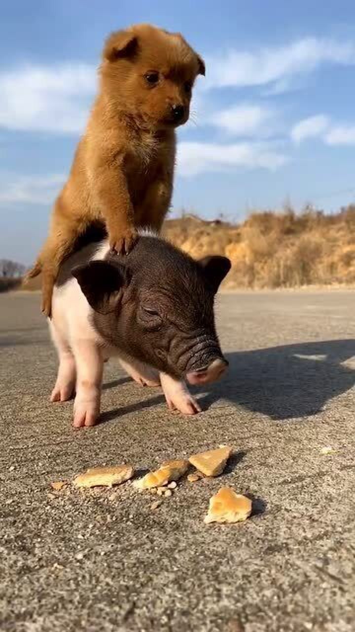 长这么大,狗狗骑猪我还是第一次见