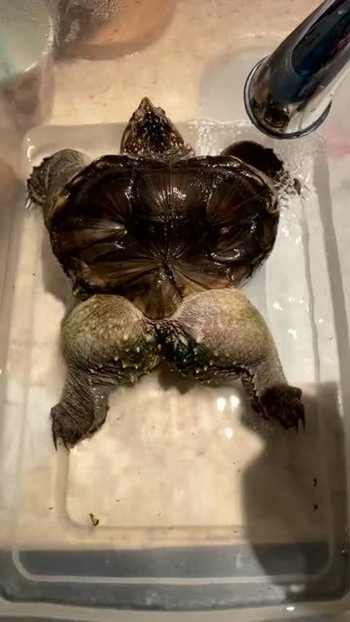 腹肌下的乌龟图片