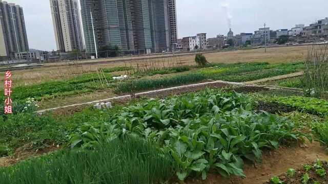 实拍怀集农村美丽田园风景,百花香,想与你一起风雨自由奔跑