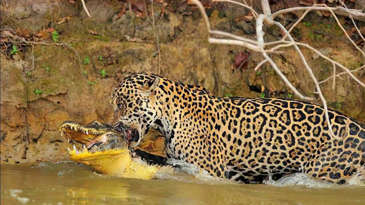 美洲豹竟在鳄鱼地盘猖狂进入水中捕杀鳄鱼下一秒意外发生