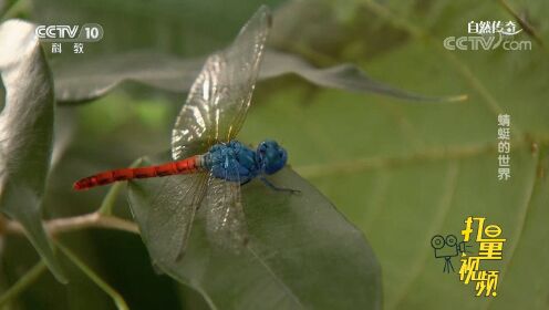 小小的蜻蜓，飞行速度竟能超130公里每小时！太厉害