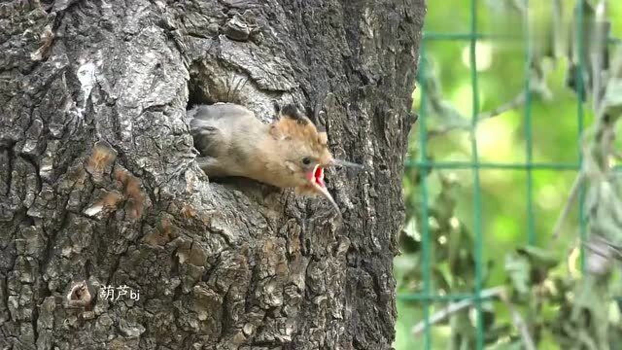 虫子问鸟吃什么图片图片