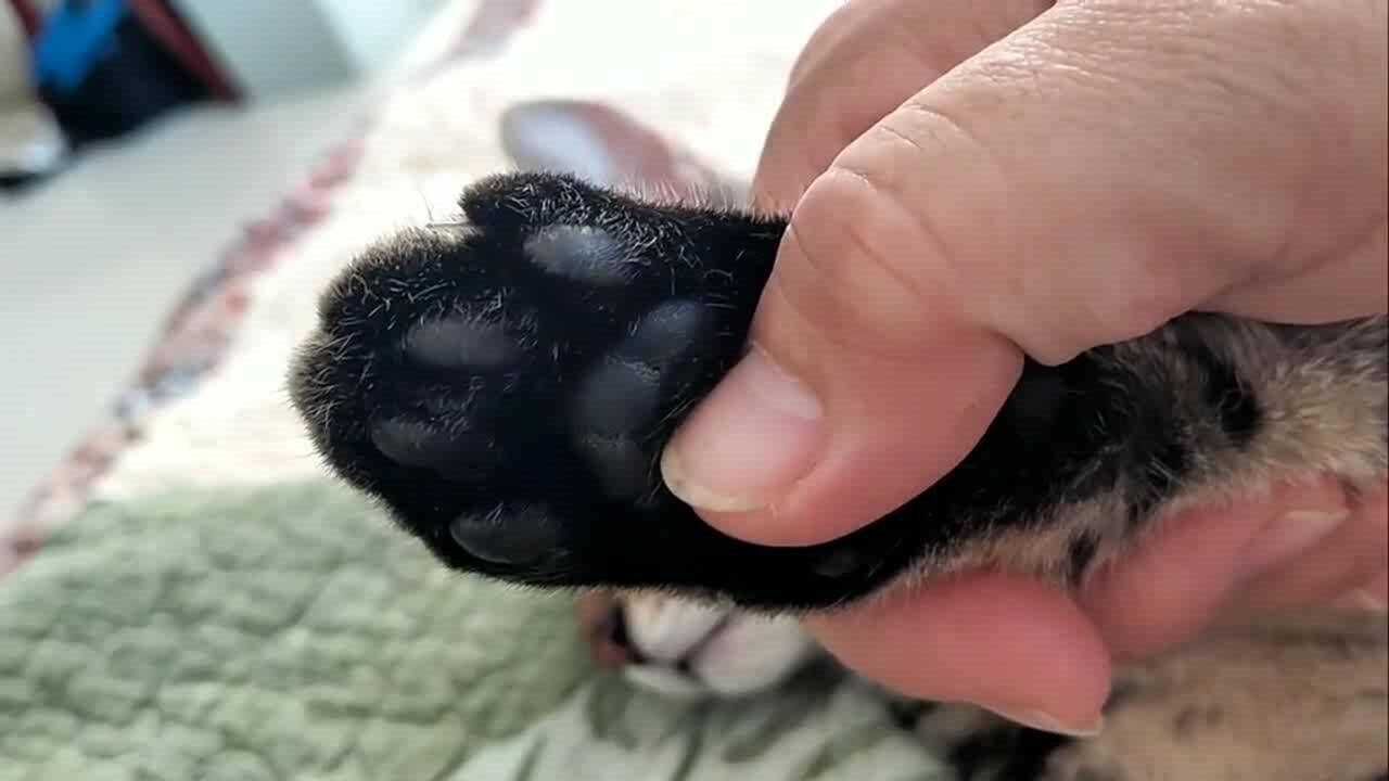 主人:这是我家狸花猫的爪子,实力演示啥叫笑里藏刀