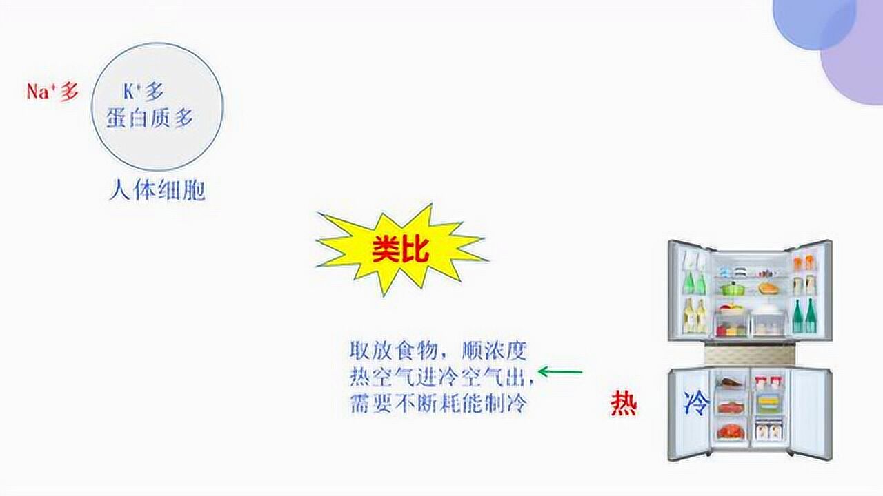生物4.2主动运输与胞吞胞吐_高清