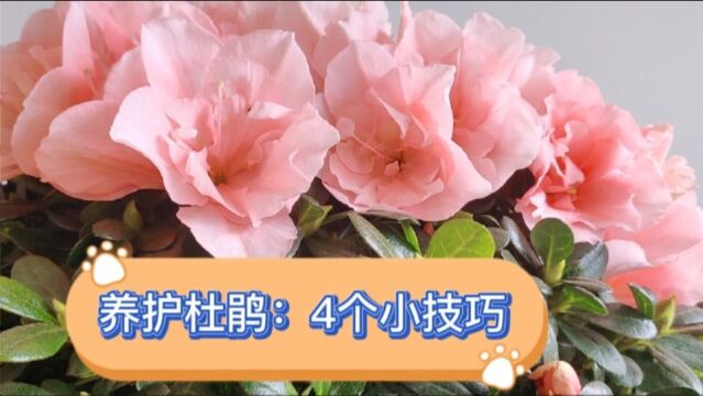 杜鹃花养不好?了解4个小“技巧”,生长旺盛,开花多