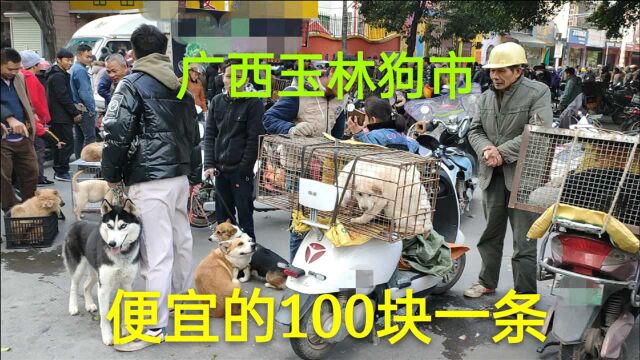 广西玉林狗市,便宜的狗100,贵的10000块一条,一天能卖出500条