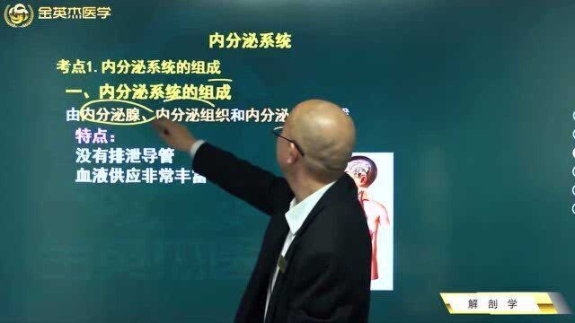 临床解剖学:内分泌系统的组成及其功用,垂体的位置、形态、分叶.