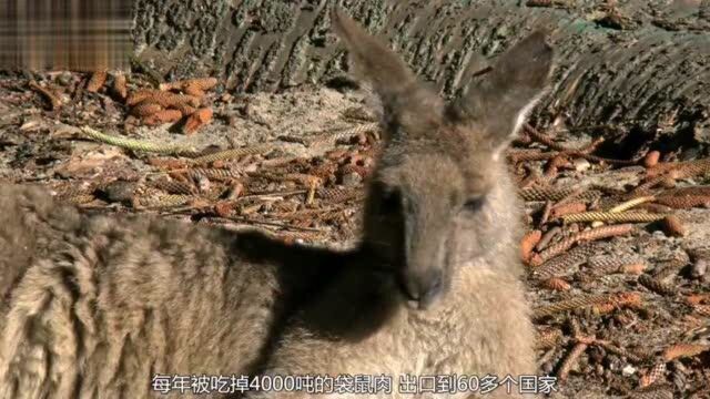 每年被吃掉4千吨袋鼠肉,出口到60多个国家,为何中国吃货却不心动