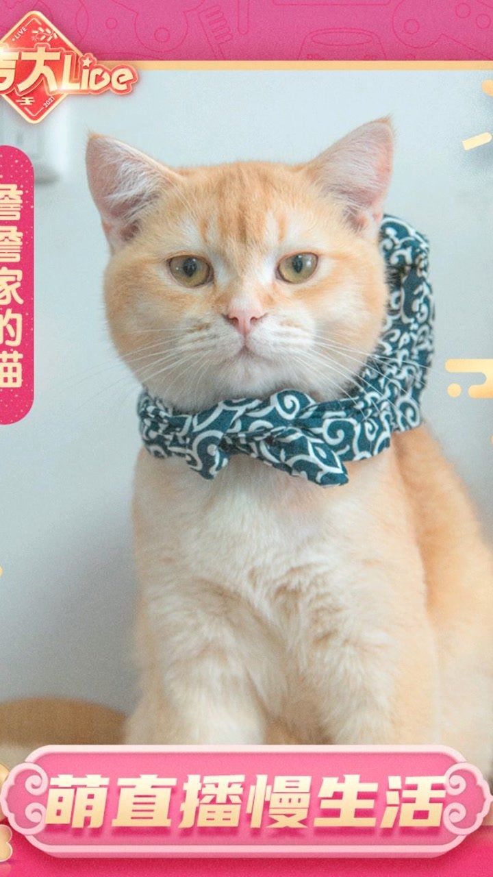 詹詹家的猫