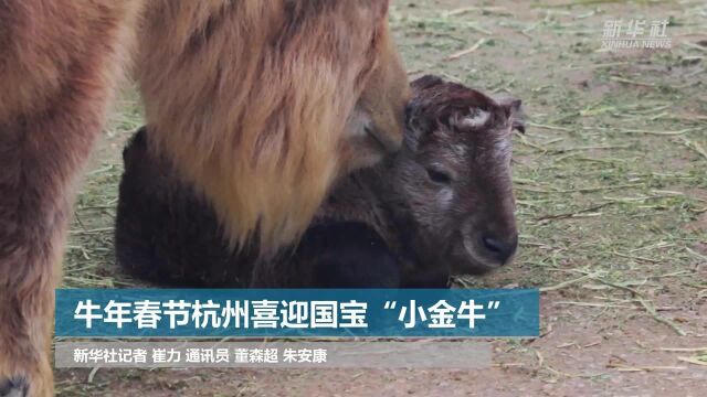 牛年春节杭州喜迎国宝“小金牛”