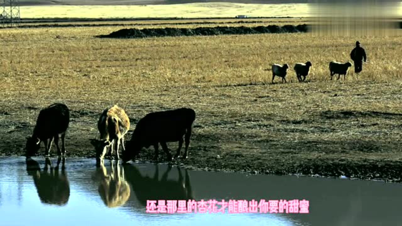 王琪春晚经典献曲可可托海的牧羊人真情献曲流泪感人肺腑