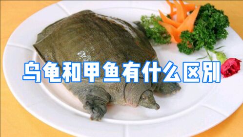 生活百科:乌龟和甲鱼有什么区别?