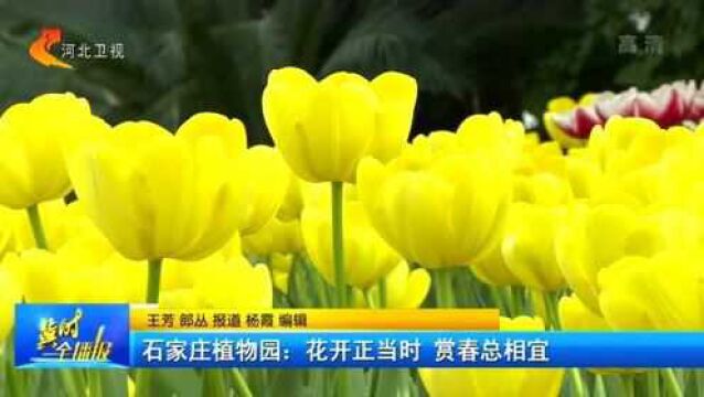 石家庄植物园:郁金香、石斛等50多个品种,4万余株花卉花开正当时