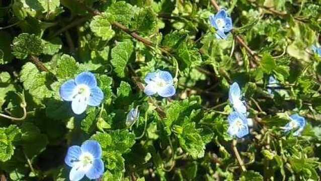 田野美景随手拍