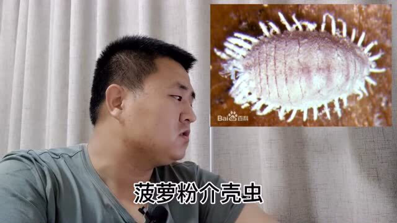 台湾菠萝被禁真实原因是这个请表述清楚不要误导