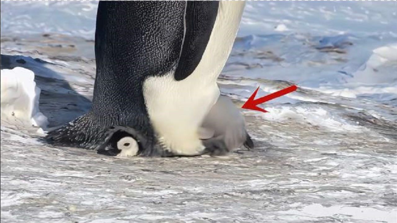 小企鹅钻到爸爸的育儿袋取暖,下一秒发生的事,忍住别笑!