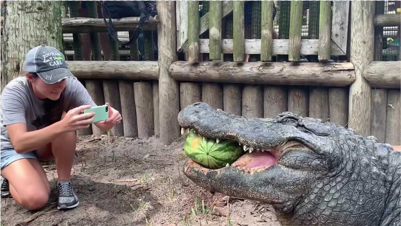 动物是如何吃瓜的鳄鱼一口一个大西瓜瞬间咬碎嚼都不带嚼的
