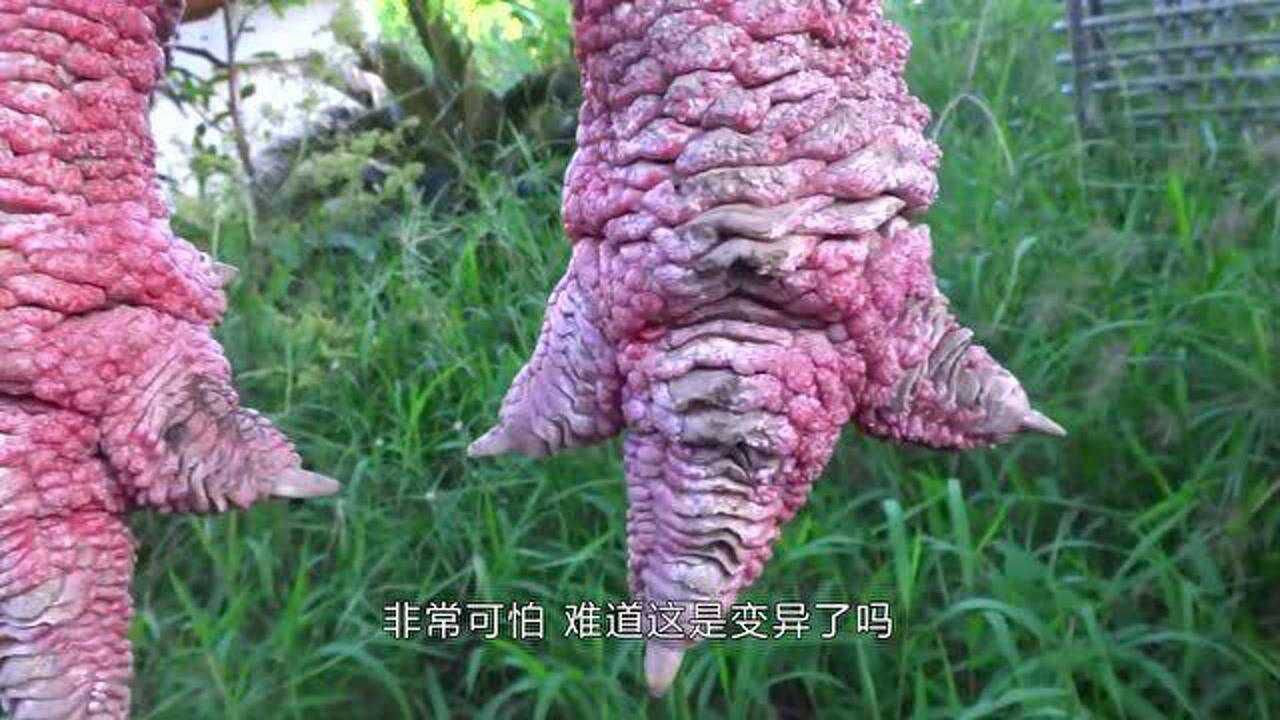 这爪子"变异"了?曾专供王室享用,一对"龙爪"身价过万!