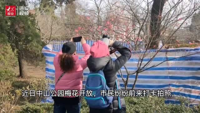 中山公园梅花绽放 3月10号左右是最佳观赏时间