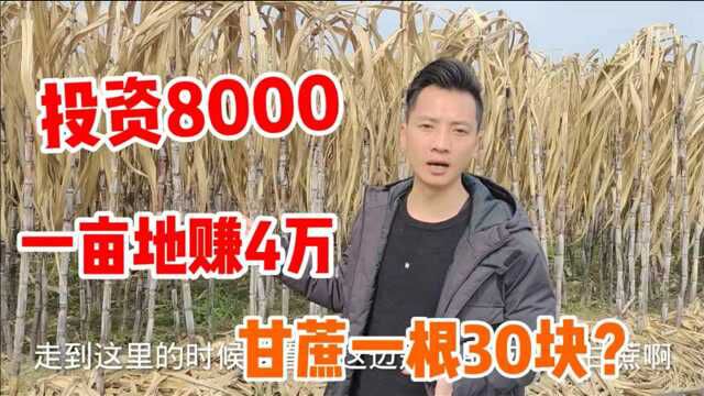 农村小伙投资8000块种甘蔗,一亩地能赚4万块,30块一根贵吗?