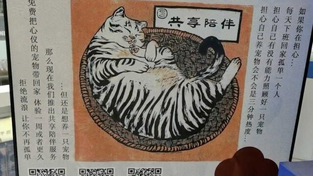 花9.9元共享猫咪?网友:宠物怎么能换来换去