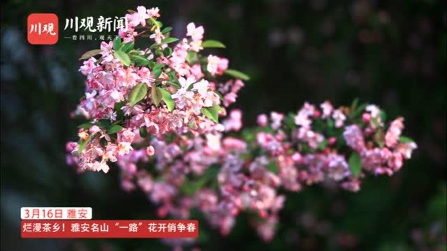 烂漫茶乡!雅安名山“一路”花开俏争春