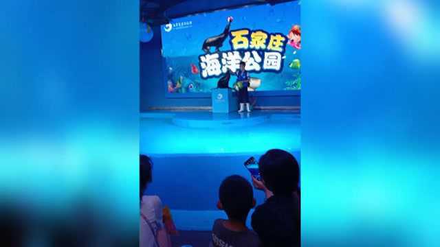 石家庄海洋公园海狮表演