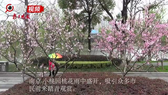 南京小桃园桃花盛开,市民雨中踏青赏花