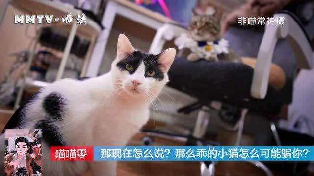 铲屎官找喵喵零处理仙猫跳,谁知道却是喵喵相护!