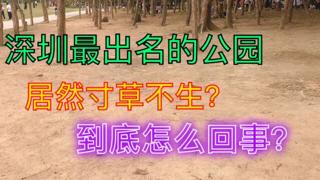 深圳最出名的公园居然寸草不生?到底怎么回事?