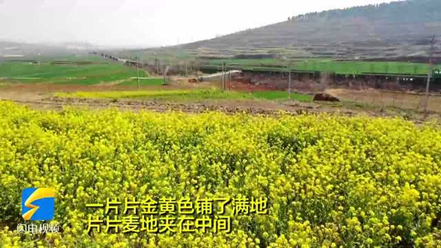 68秒|济南平阴县:千亩油菜花绽放“生态廊道”